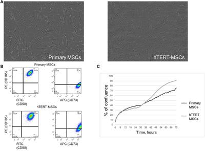 Decreased Insulin Sensitivity in Telomerase-Immortalized Mesenchymal Stem Cells Affects Efficacy and Outcome of Adipogenic Differentiation in vitro